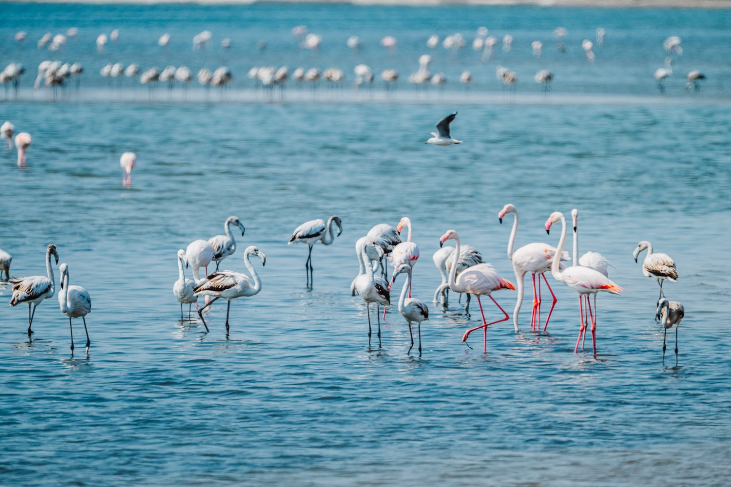 Flamingos in a quiet lagoon on the Atlantic coast of Namibia