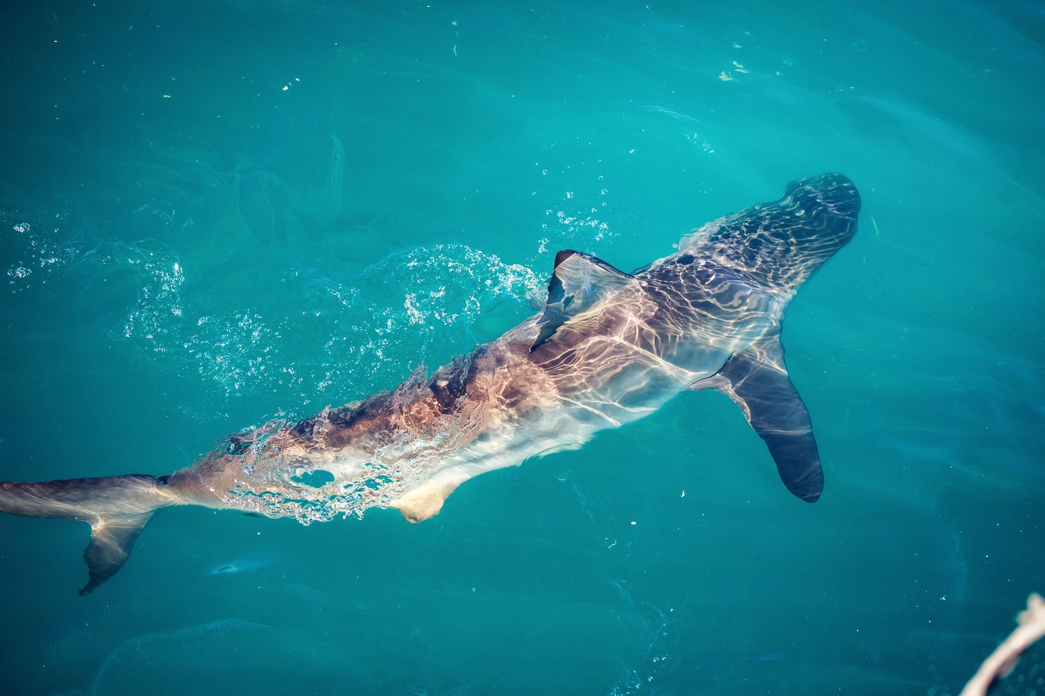 Great white shark surfacing next to the MadWay Rally boat near Gansbaai